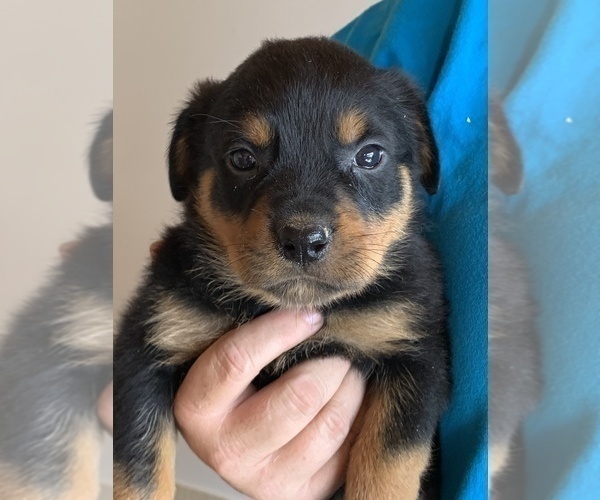 Medium Photo #6 Rottweiler Puppy For Sale in OAK GLEN, CA, USA