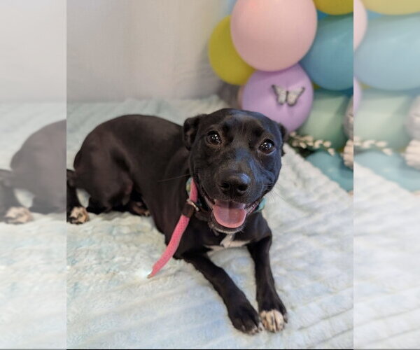 Medium Photo #3 Mountain Cur-Unknown Mix Puppy For Sale in Boston, MA, USA