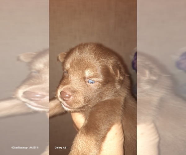 Medium Photo #5 Pomsky Puppy For Sale in HUDSON, FL, USA