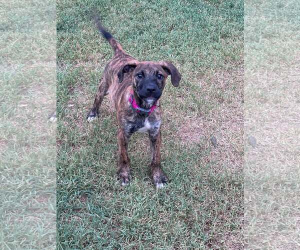 Medium Photo #8 Mutt Puppy For Sale in Greenville, SC, USA