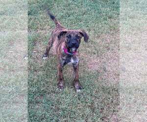 Alias - Female Mutt Dog for Adoption - Photo #8