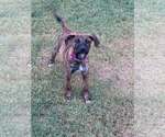 Small Photo #8 Mutt Puppy For Sale in Greenville, SC, USA