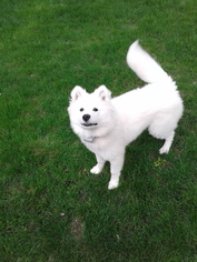 Samoyed Puppy for sale in CLIFTON PARK, NY, USA