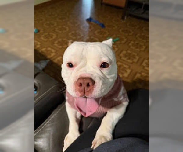 Medium Photo #12 Bulldog-Unknown Mix Puppy For Sale in Crete, IL, USA