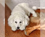 Small #24 Great Pyrenees Mix