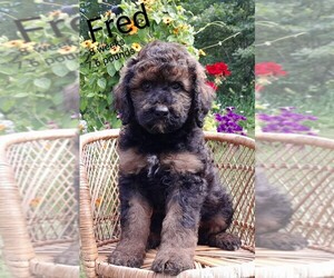 Miniature Labradoodle Puppy for sale in MILLVILLE, MN, USA