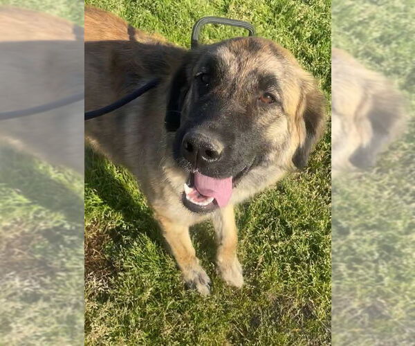 Medium Photo #6 Anatolian Shepherd-Unknown Mix Puppy For Sale in Ridgefield, CT, USA
