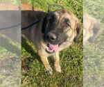 Small #5 Anatolian Shepherd Mix