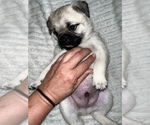 Small Photo #3 Pug Puppy For Sale in MINERAL RIDGE, OH, USA