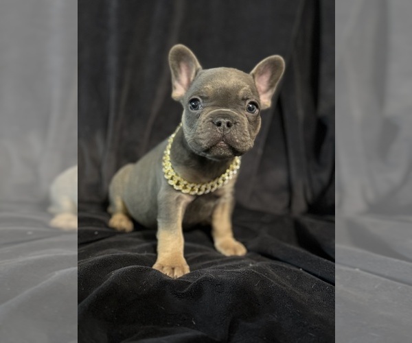 Medium Photo #6 French Bulldog Puppy For Sale in BRIDGEVILLE, DE, USA