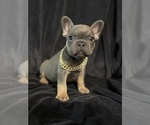Small #5 French Bulldog