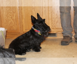 Father of the Scottish Terrier puppies born on 04/04/2024