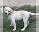 Small #1 Labrador Retriever Mix