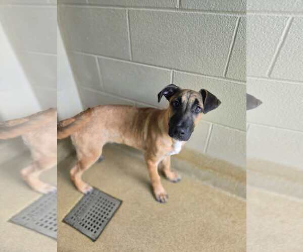 Medium Photo #4 Great Dane-Unknown Mix Puppy For Sale in Woodbury, NY, USA