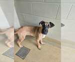 Small #3 Great Dane Mix
