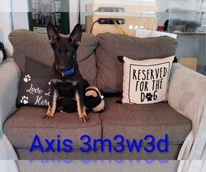German Shepherd Dog Puppy for sale in WARRENTON, NC, USA