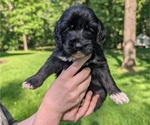 Puppy Puppy 7 Golden Mountain Doodle 