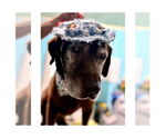 Small #1 Labrador Retriever