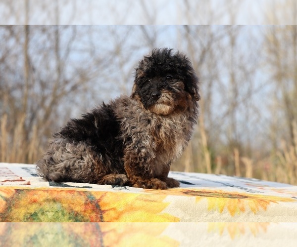 Medium Photo #35 ShihPoo Puppy For Sale in DYERSBURG, TN, USA
