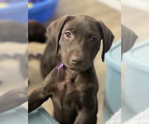 Labrador Retriever Puppy for Sale in DEMING, New Mexico USA