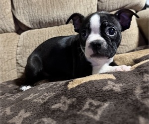 Boston Terrier Puppy for sale in ABILENE, TX, USA