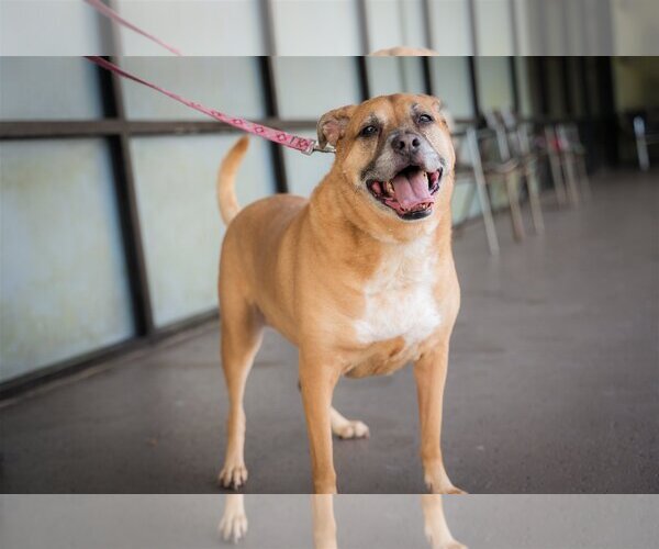 Medium Photo #2 Mutt Puppy For Sale in Royal Palm Beach, FL, USA