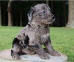 Small Photo #12 Aussiedoodle Puppy For Sale in LEXINGTON, AL, USA