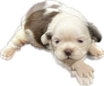 Puppy 1 Shih Tzu