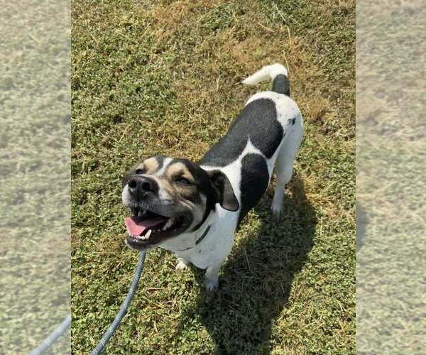 Medium Photo #3 Mutt Puppy For Sale in Abbeville, LA, USA