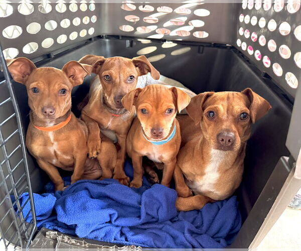 Medium Photo #4 Chiweenie Puppy For Sale in Valrico, FL, USA