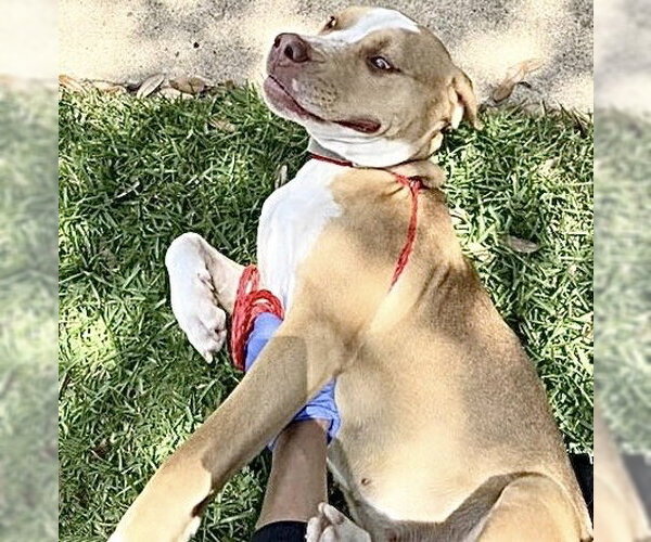 Medium Photo #1 Mutt Puppy For Sale in Houston, TX, USA