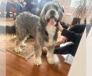 Bearded Collie Dogs for adoption in Westwood, NJ, USA