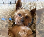 Small Photo #9 Mutt Puppy For Sale in Allentown,, PA, USA