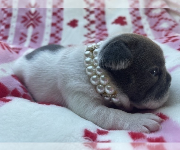Medium Photo #17 French Bulldog Puppy For Sale in ROCKVILLE, MD, USA