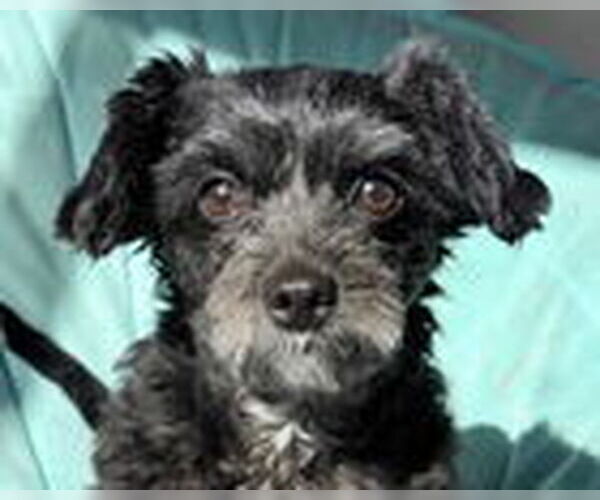 Medium Photo #6 Shih Tzu-Unknown Mix Puppy For Sale in Fremont, CA, USA