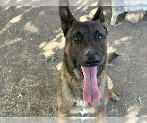 Mutt Dogs for adoption in Tulsa, OK, USA