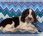 Small Photo #5 English Springer Spaniel Puppy For Sale in LANCASTER, PA, USA