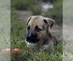 Small #1 Mutt
