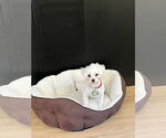 Small #3 Maltese