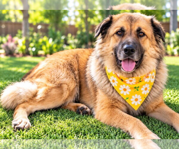 Medium Photo #3 Leonberger-Unknown Mix Puppy For Sale in Euless, TX, USA