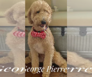 Father of the Goldendoodle puppies born on 07/20/2022