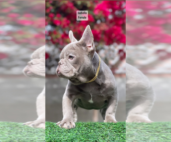 Medium Photo #1 French Bulldog Puppy For Sale in LOS ANGELES, CA, USA