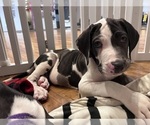 Puppy Pistol Great Dane