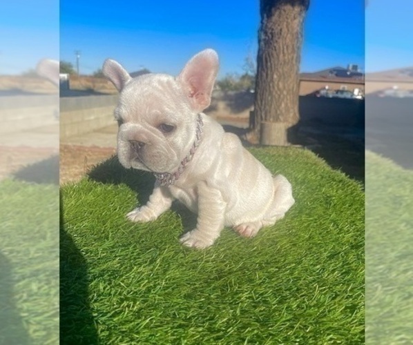 Medium Photo #1 French Bulldog Puppy For Sale in CARLSBAD, CA, USA