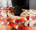 Small #1 Golden Labrador