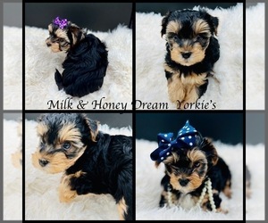 Yorkshire Terrier Puppy for Sale in SAN JACINTO, California USA