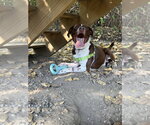 Small Pointer Mix