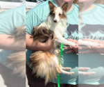 Small #1 Mutt