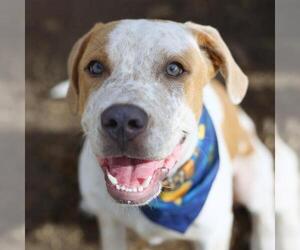 Labrador Retriever-Unknown Mix Dogs for adoption in San Antonio, TX, USA