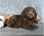 Small Photo #4 Labradoodle-Poodle (Miniature) Mix Puppy For Sale in FREDERICKSBG, OH, USA